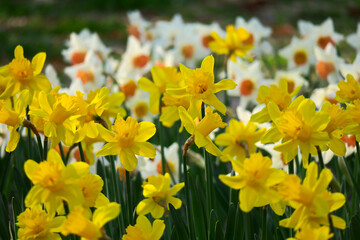 Fototapeta premium Narcisos en flor Durante Primavera de Japón 