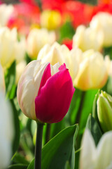 Tulip&aacute;n con P&eacute;talo Rosa entre Tulipanes Blancos