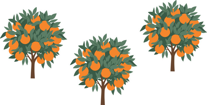 Set of orange trees with ripe citrus fruits and green leaves, flat vector illustration for agriculture, orchard, and nature design