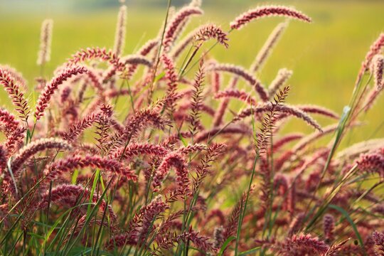 rare beautiful wild grass variety in nice blurred nature background