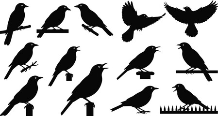 Obraz premium Black crow and raven silhouette collection showing birds perched, flying, and calling in multiple poses isolated on white background for wildlife design use