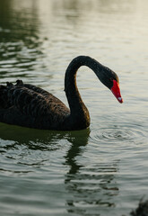 Black swan swimming on lake water with reflection, elegant dark bird wildlife scene