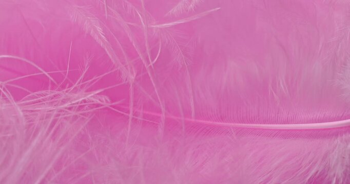 Macro Pink Feather Texture Background. Close-up abstract video showcasing delicate, fluffy pink feathers with soft textures and subtle drifting motion in a pastel-filled frame.