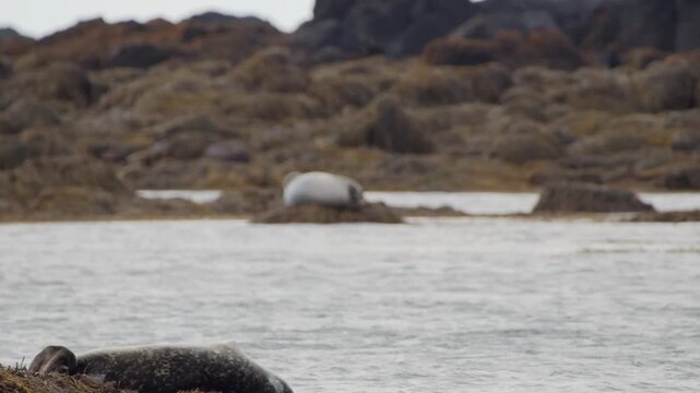 wildlife footage of two wild harbor seals resting peacefully on an algae-covered rock at the tranquil Ytri Tunga beach in Iceland's Sn&aelig;fellsnes Peninsula