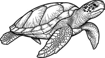 Fototapeta premium turtle sketch engraving black and white outline. Scratch board imitation. illustrated in vintage line art style on a white background 