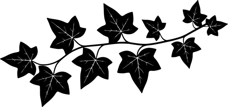 Black and white illustration of ivy leaves on a white background