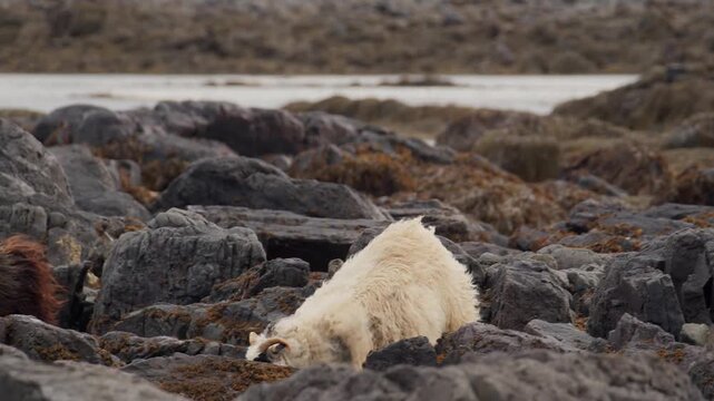 A lone white Icelandic sheep (Ovis aries) stands on a dark, rocky, lichen-covered shore with the sea in the background. The animal is a hardy, ancient Northern European short-tailed breed known for it