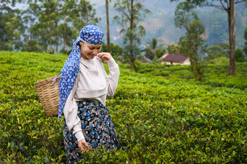 Tourist Participation in Tea Culture. Happy woman Traveler in Traditional Costume with Woven Basket at Tea Plantation Picking Tea Leaves in Nuwara Eliya, Sri Lanka.