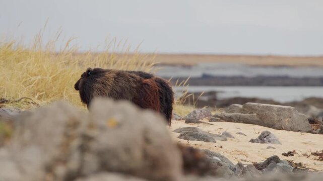 Footage of a brown rock hyrax, also called a dassie or rock rabbit, on a gray and brown rocky beach near the ocean. The animal is a medium-sized mammal native to Africa and the Middle East, shown in i