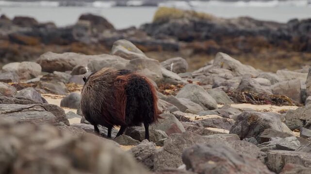 Footage of a brown rock hyrax, also called a dassie or rock rabbit, on a gray and brown rocky beach near the ocean. The animal is a medium-sized mammal native to Africa and the Middle East, shown in i