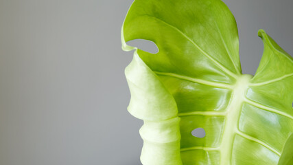 New growth of monstera plant with rich green tone and organic texture