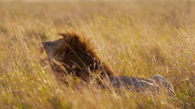 Beautiful male lion resting and bellowing  in high grass in African savannah