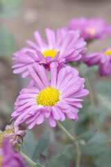 Obraz premium Beautiful Pink chrysanthemum flowers closeup in the winter garden, Closeup of Chrysanthemum flower, Field of the Pink Chrysanthemum, Beautiful Pink flower blooming in nature.