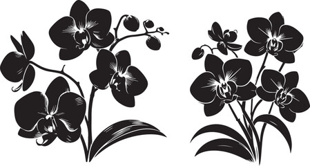 black and white illustration of orchid flowers and plants .eps
