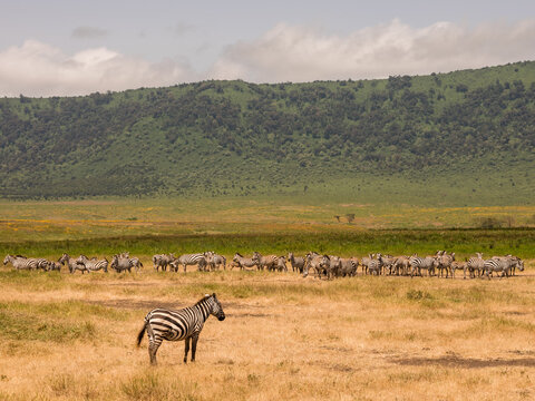 Gro&szlig;e Zebraherde grast vor der majest&auml;tischen Kulisse des Ngorongoro-Kraterwalls