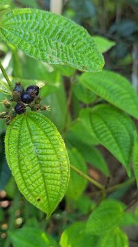 koster's curse(miconia crenata) tree and it's berry.fruit and beauty.
