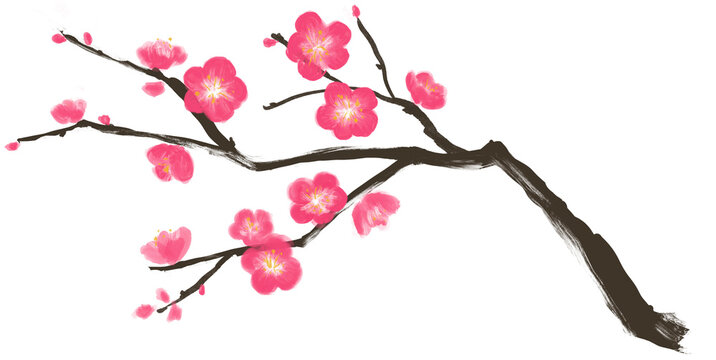 Hand drawn Illustration of plum blossom or ume in traditional painting style