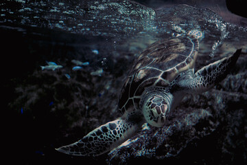 Fototapeta premium Majestic sea turtle swimming in deep blue ocean with cinematic lighting