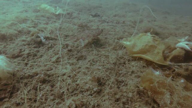 Lemon sole (Microstomus kitt) floats above sea bottom covered with brown algae, Slow motion
