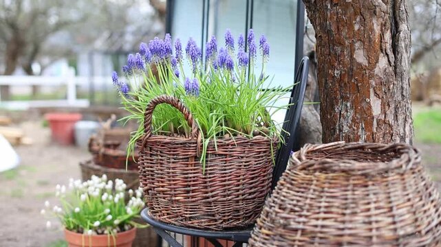 Muscari blue closeup, Grape Hyacinths spring flowers plants blooming. Flowers in pot, wicker baskets in spring interior garden. Rustic exterior garden corner space with plants. Cozy patio outdoor	
