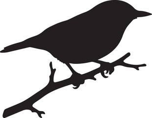 Obraz premium Eurasian Nuthatch on mini branch on in silhouette white background۔