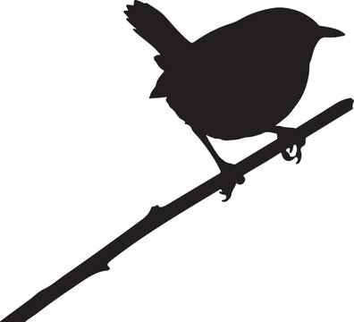 Marsh Wren on mini branch branch on white background.