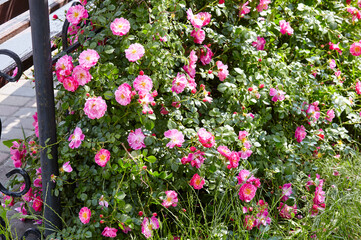 Naklejka premium Beautiful summer briar twig (rosehip) in city park. Pink bloom, buds, green leaves