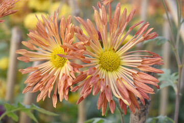 Beautiful Red chrysanthemum flowers closeup in the winter garden, Closeup of Chrysanthemum flower, Field of the Red Chrysanthemum, Beautiful Red flower blooming in nature.