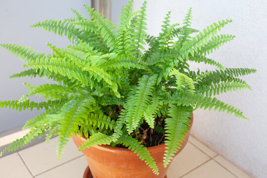 Close-up of lush green fern leaves growing in a terracotta pot indoors. Bright natural light highlights fresh foliage and detailed leaf texture against a neutral wall. Minimal botanical composition