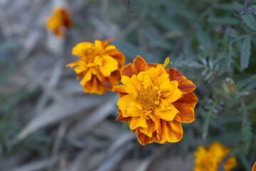 Yellow red french marigold flower blossom in garden, Yellow red french Mari Gold flowers for decorate garden, Close up of beautiful small marigold flower in garden. Marigold flowers bloom in nature