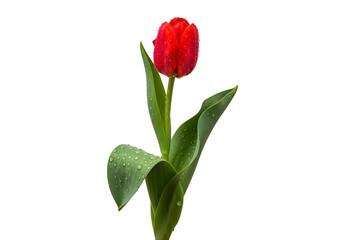 Vibrant red tulip flower with green leaves isolated on transparent background