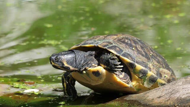 Yellow bellied slider turtle. Latin name - Trachemys Scripta Elegans