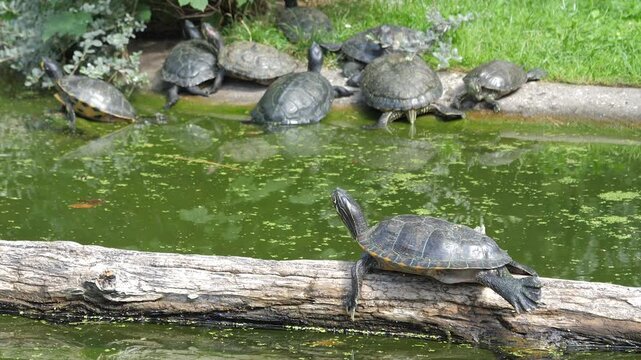 Yellow bellied slider turtle in the pond. Latin name - Trachemys Scripta Elegans