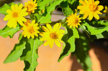 Butter Daisy,Little Yellow Star or Asteraceae Compositae or Melampodium divaricatum Rich DC or yellow flower