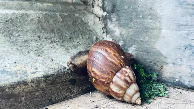 Brown garden snail or cornu aspersa