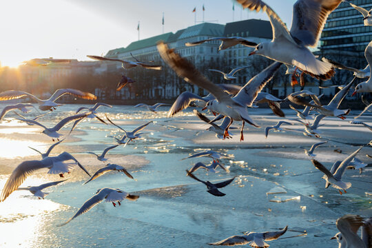 Alster_Gulls