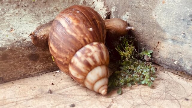 Brown garden snail or cornu aspersa