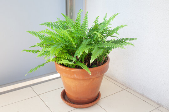Boston fern (Nephrolepis exaltata) in a terracotta pot on tiled floor near a light wall. Lush green fronds and natural daylight create a clean minimal interior scene. Concept of indoor gardening