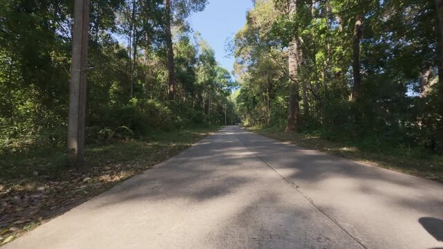 A tranquil forest road stretches into the distance, bordered by dense trees and greenery under a bright blue sky.