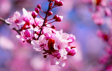 Obraz premium Cherry blossom branch with open petals and pastel flowers and blue sky background, growth and blossom spring background
