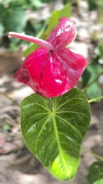 Close Up High quality Anthurium Flower Video with Glossy Red Spathe and Green Leaves.	