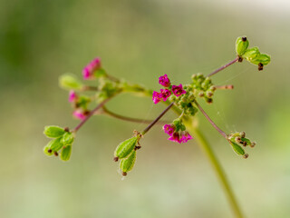 Fototapeta premium Purple flowers and seed pods of Red Spiderling weed plant