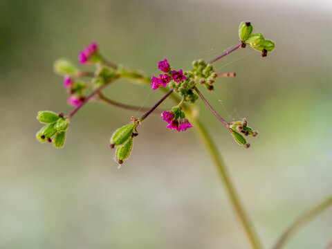 Purple flowers and seed pods of Red Spiderling weed plant