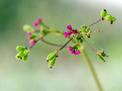 Purple flowers and seed pods of Red Spiderling weed plant