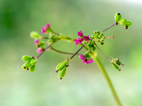 Purple flowers and seed pods of Red Spiderling weed plant