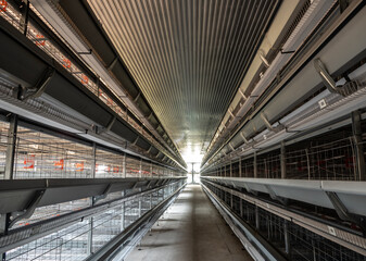 Fototapeta premium The empty laying cages of poultry houses, new, under installation