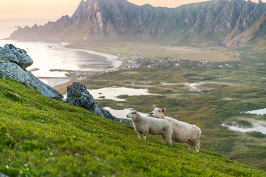 Cute sheep on slope of Matind, M&aring;tind mountain near Bleik during sunset, midnight sun. Beautiful hiking destination, Vesteralen islands. Arctic Norway outdoor destination. Mountains and ocean.
