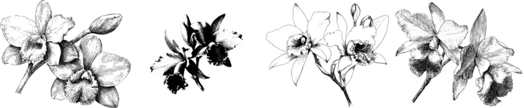 Elegant Orchid Illustration, Vintage Herbarium Style