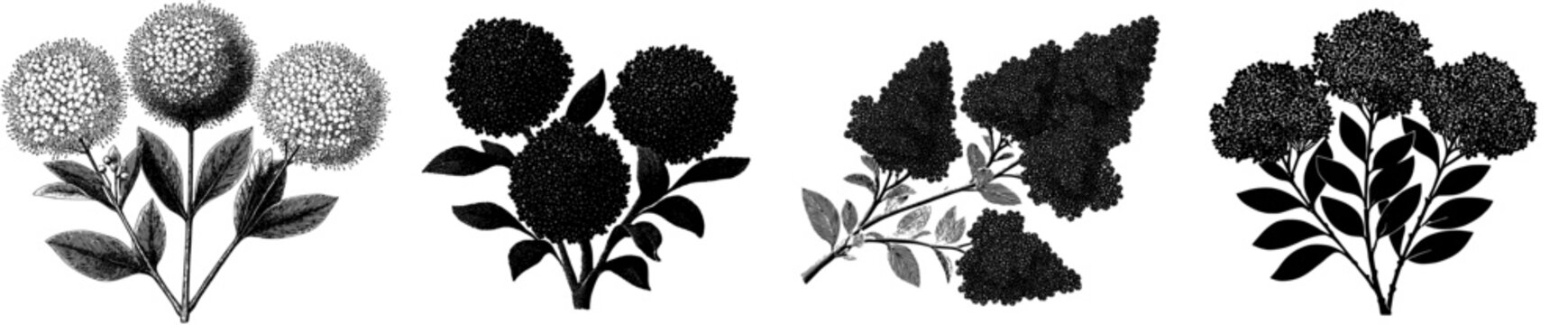 Solar Flower of the Sea: A Botanical Illustration