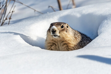 Obraz premium Curious groundhog peeks from burrow on snow. Winter background, soft natural light, and shadow emphasize the spring prediction concept